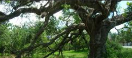 tree